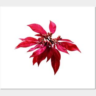 Poinsettia Painting Posters and Art